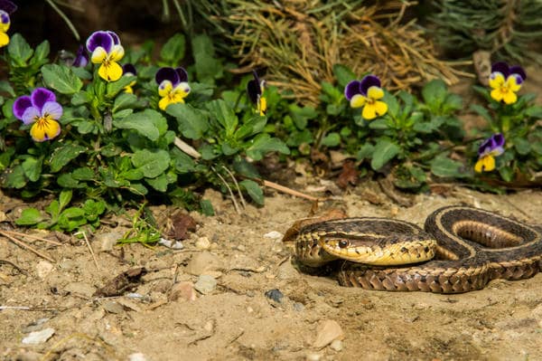 Выведение и отпугивание змей в Люберцах от ДЕЗ-Комфорт - фото